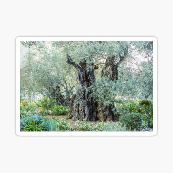 Item preview, 2000-Year-Old Olive Tree in the Garden of Gethsemane designed and sold by Karen Granoski.