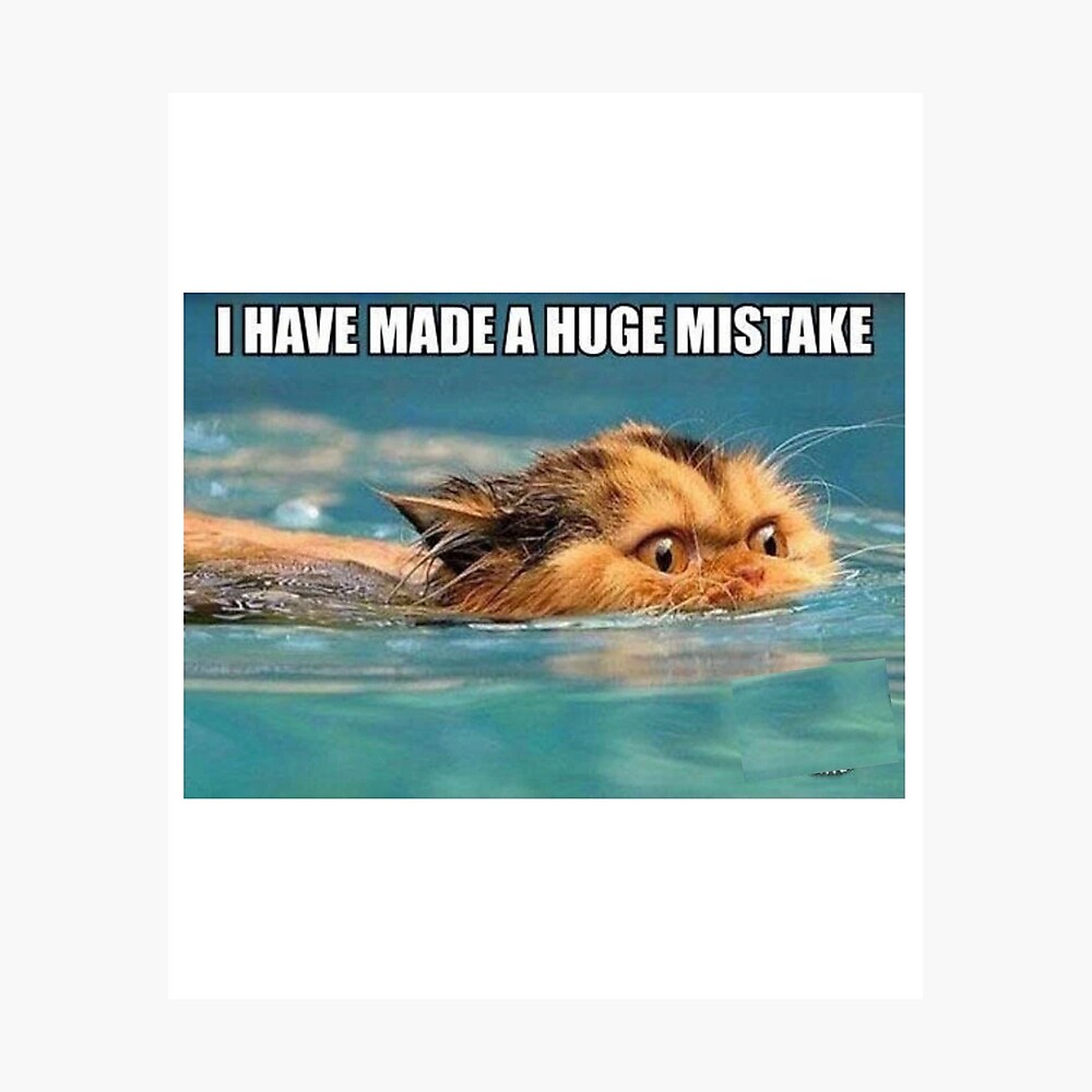 swimming Cat swimming Cat