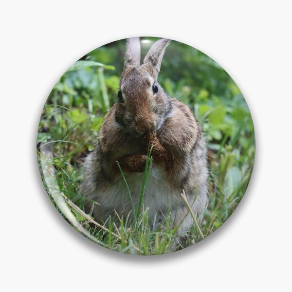 Item preview, Cottontail Licking its Paws designed and sold by LisaNaturePhoto.