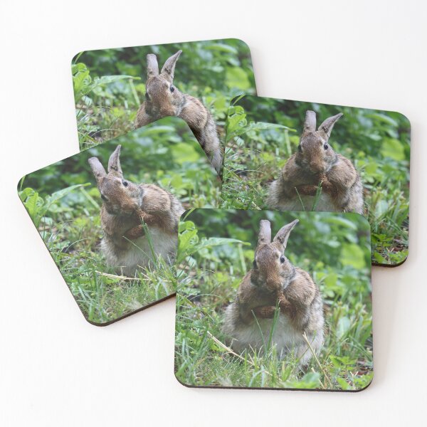 Item preview, Cottontail Licking its Paws designed and sold by LisaNaturePhoto.