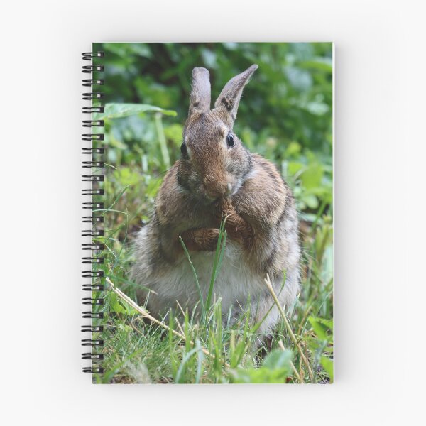 Item preview, Cottontail Licking its Paws designed and sold by LisaNaturePhoto.