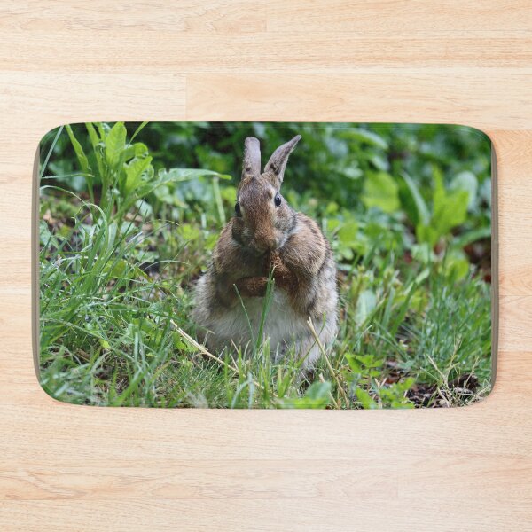 Item preview, Cottontail Licking its Paws designed and sold by LisaNaturePhoto.