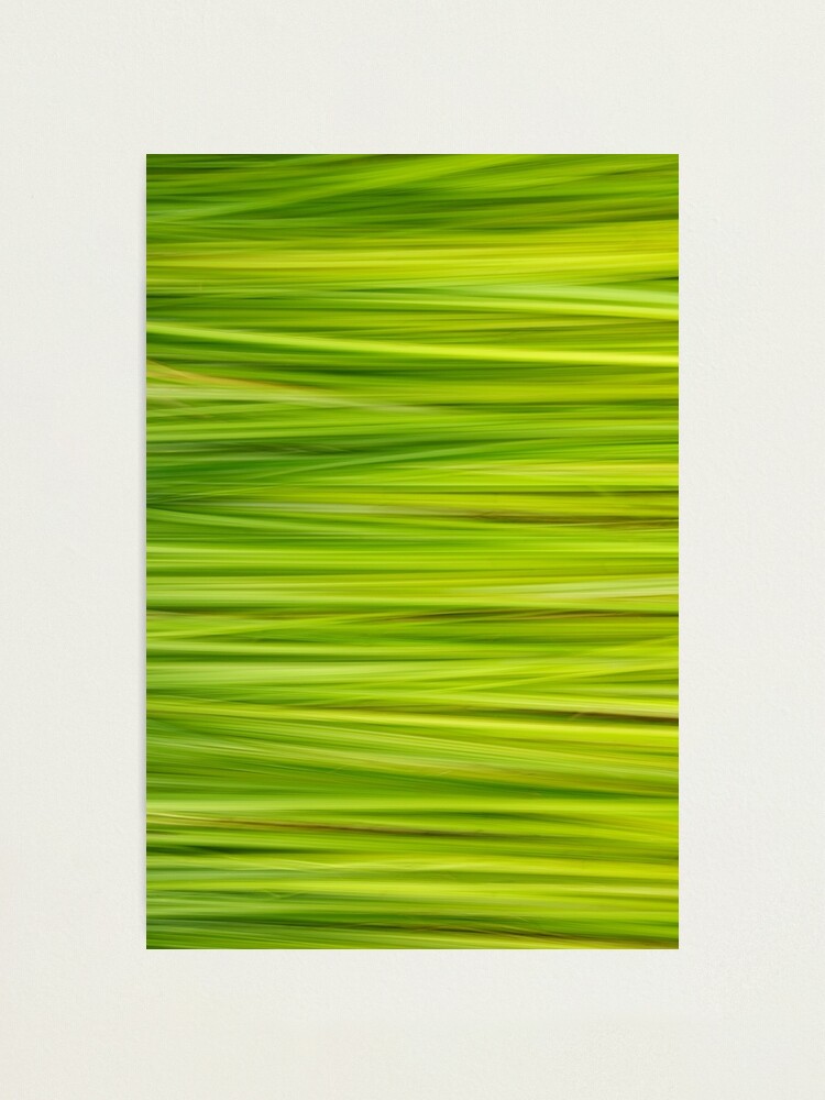 Alternate view of Summer grass Photographic Print