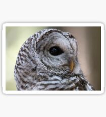 Barred Owl Sticker