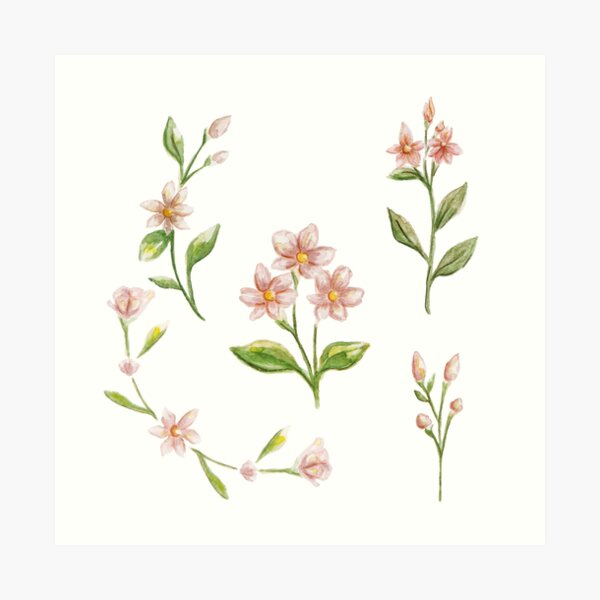 watercolor sampaguita flowers pack on white background " Art Print for Sale by Amalzaki