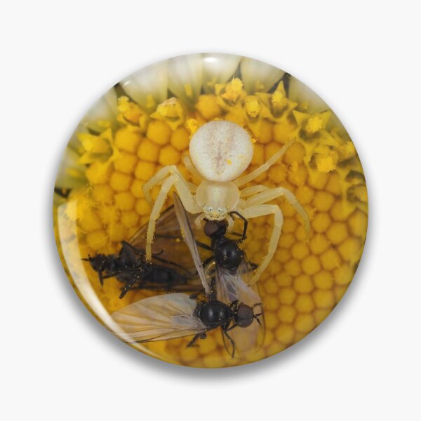 Item preview, Tiny crab spider (likely male Misumena vatia) with lots of prey designed and sold by SDym Photography.