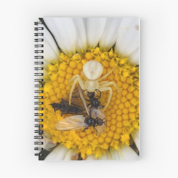 Item preview, Tiny crab spider (likely male Misumena vatia) with lots of prey designed and sold by SDym Photography.