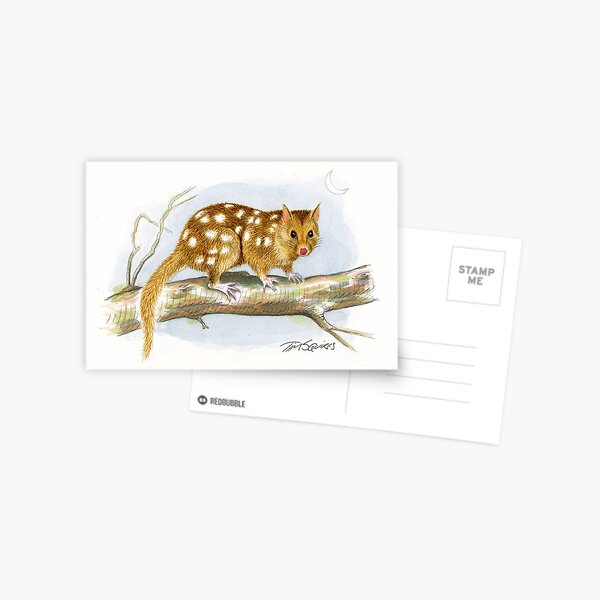 Eastern Quoll Postcard