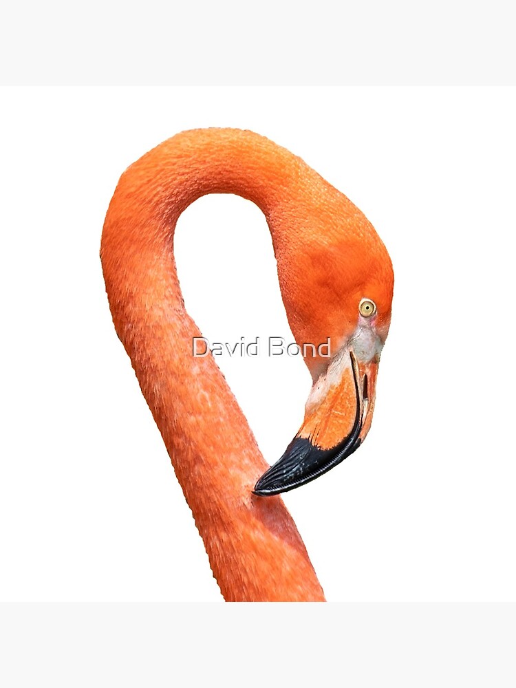 Photograph of a Flamingo by DaveBond