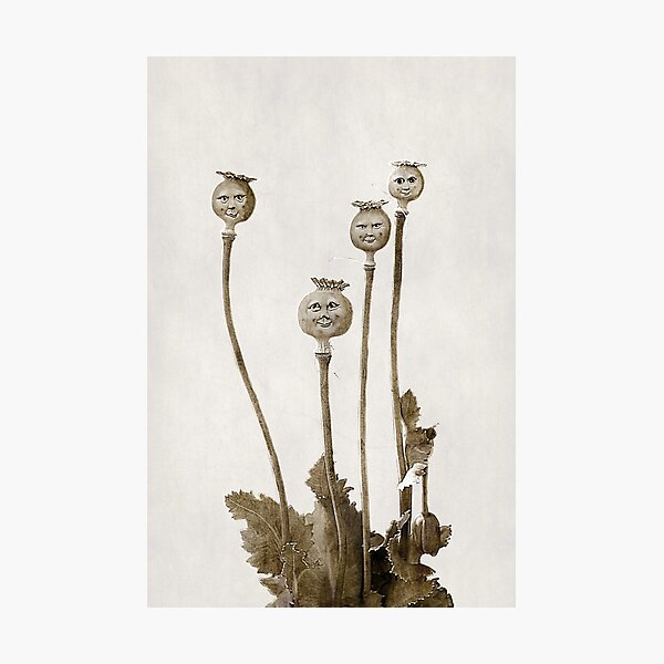 Item preview, Poppy Heads designed and sold by Christine Lake.