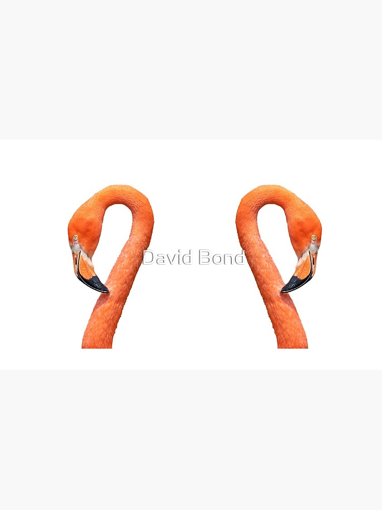 Photograph of a flamingo face by DaveBond