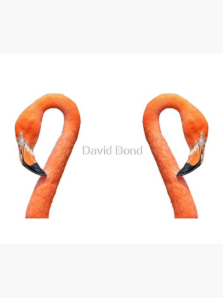 Photograph of a flamingo face by DaveBond