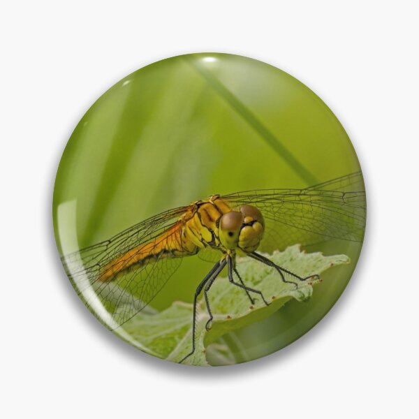 Item preview, Ruddy darter designed and sold by xophotography.