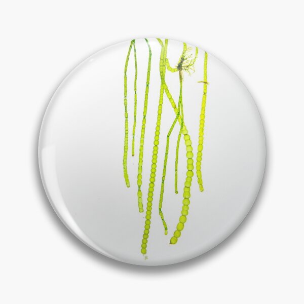Item preview, Seaweed#10 designed and sold by dPhoto9.