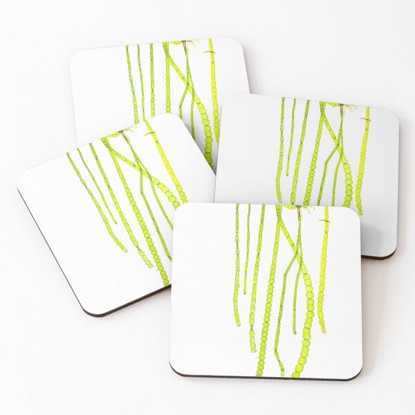 Item preview, Seaweed#10 designed and sold by dPhoto9.