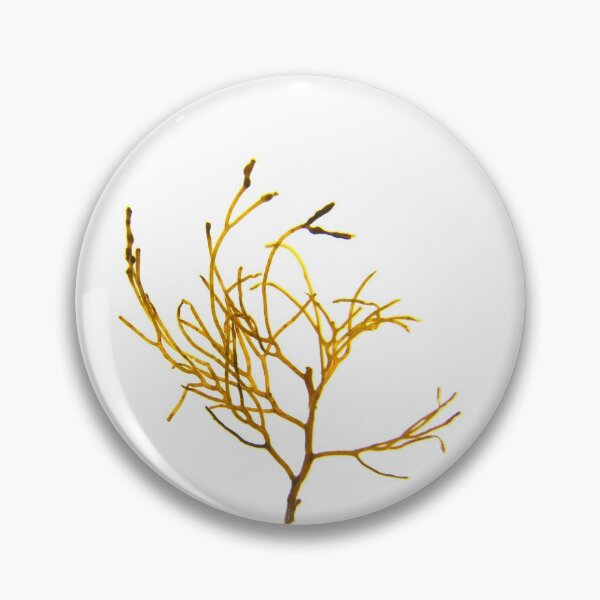 Item preview, Seaweed#11 designed and sold by dPhoto9.