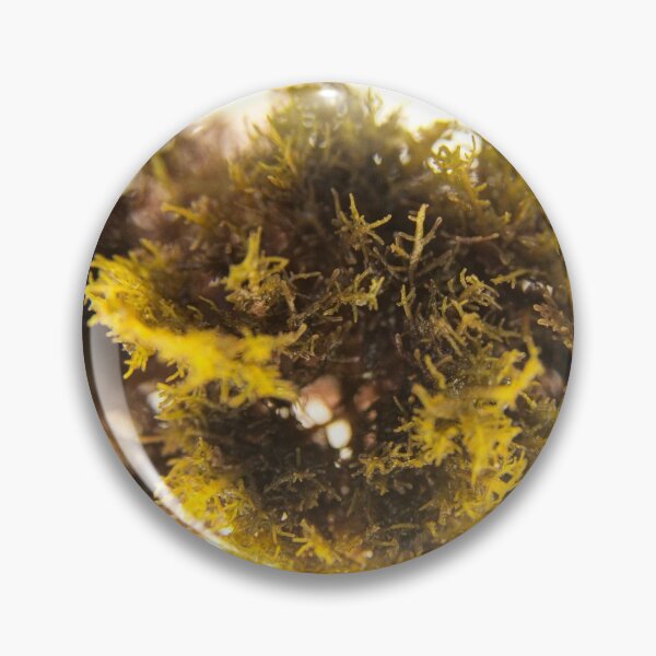 Item preview, Seaweed#1 designed and sold by dPhoto9.