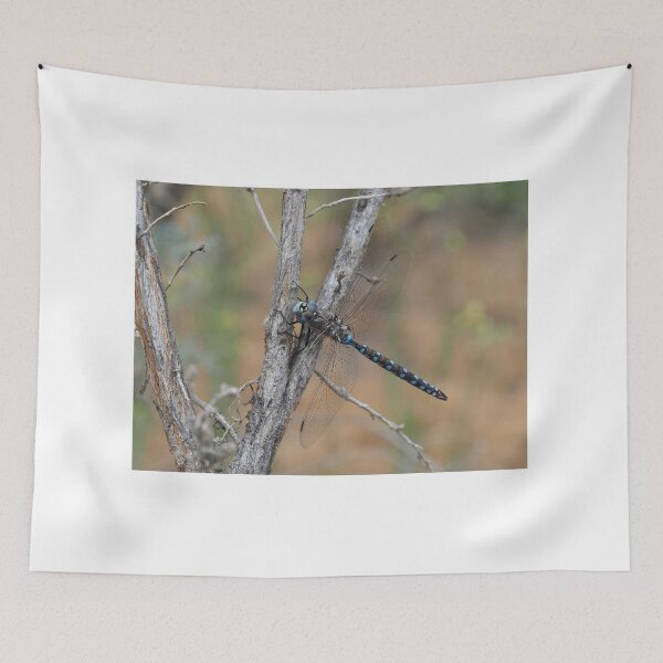 Item preview, Darner dragonfly - most likely Rhionaeschna californica - California Darner designed and sold by SDym Photography.
