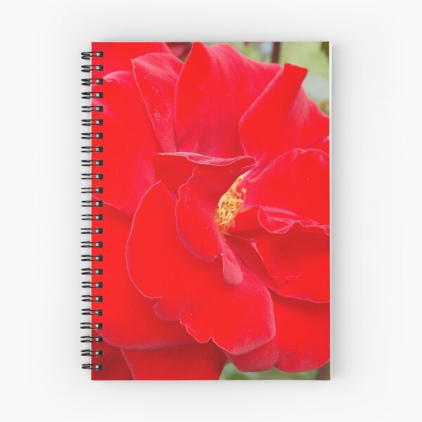 Item preview, Una rosa escarlata designed and sold by Jamie Pauline.