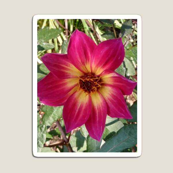 Item preview, STAR FLOWER designed and sold by Yolitha Lanay Carter.