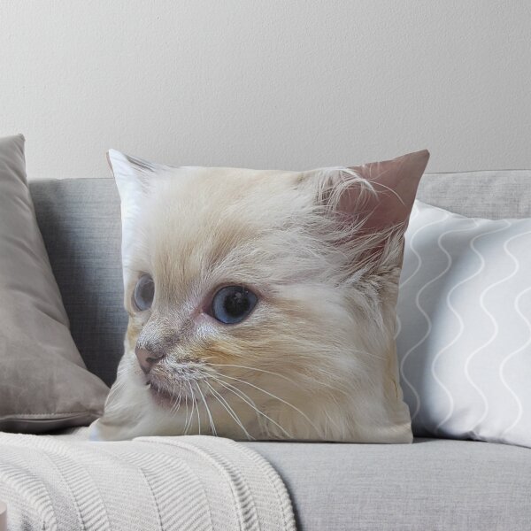 Item preview, Copy of Lynx ragdoll kitten Saoirse designed and sold by Fluffycat2020.