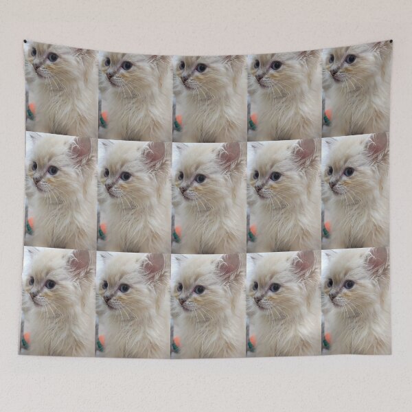 Item preview, Copy of Lynx ragdoll kitten Saoirse designed and sold by Fluffycat2020.