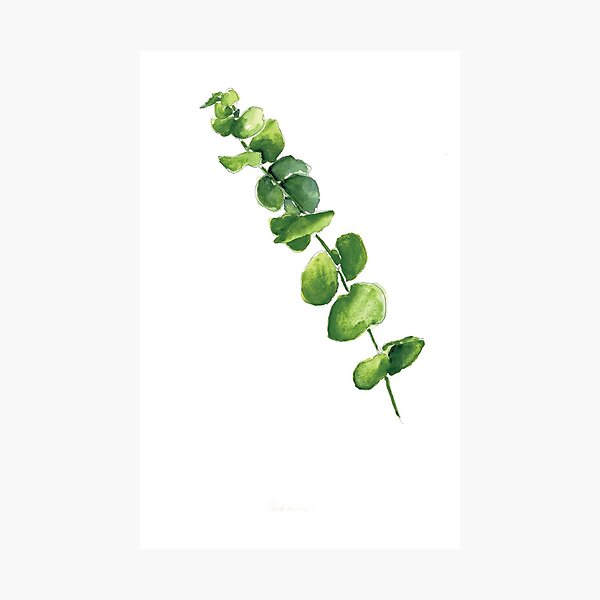 Item preview, Eucalyptus in watercolor designed and sold by yianling.