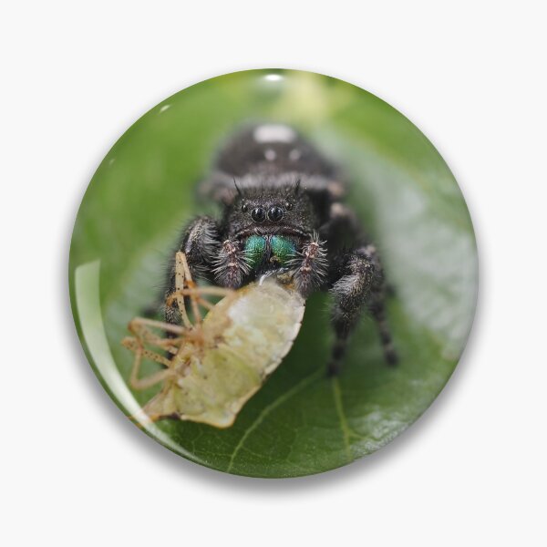 Item preview, Phidippus audax (bold jumping spider) with prey (stinkbug) designed and sold by SDym Photography.