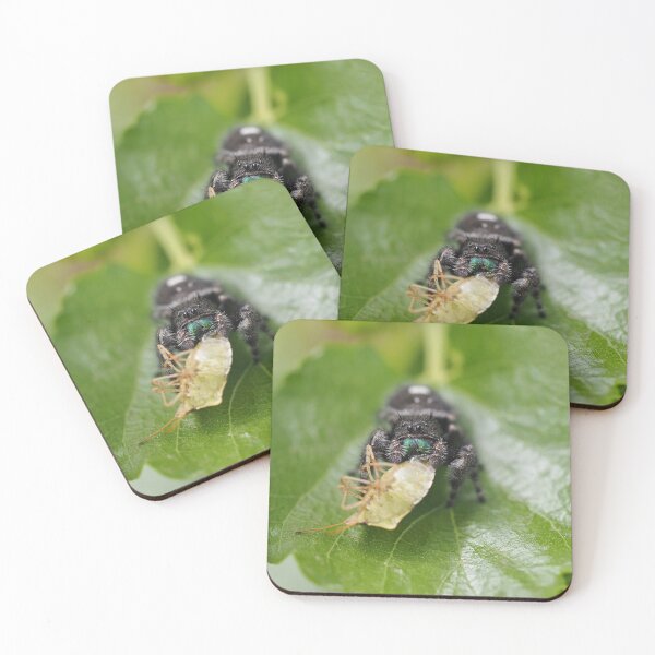 Item preview, Phidippus audax (bold jumping spider) with prey (stinkbug) designed and sold by SDym Photography.