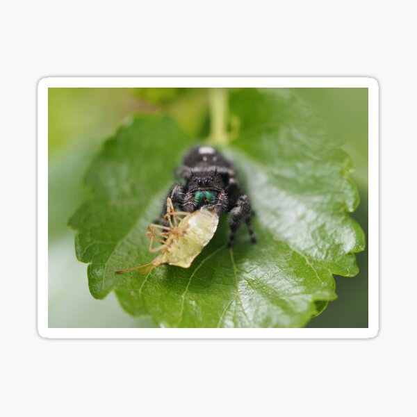 Bold Jumping Spider  Phidippus adax - 40% OFF