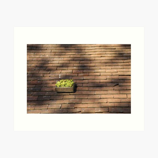 Item preview, Cactus plants on the roof designed and sold by photoslot.