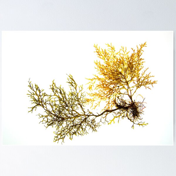 Item preview, Seaweed #17 designed and sold by dPhoto9.