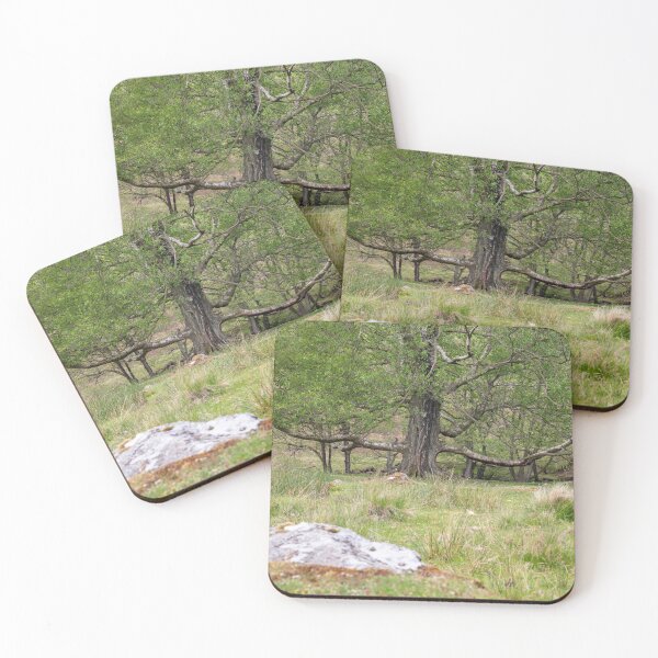 Item preview, Characterful Tree on the Way to Goathland designed and sold by AdamT1991.
