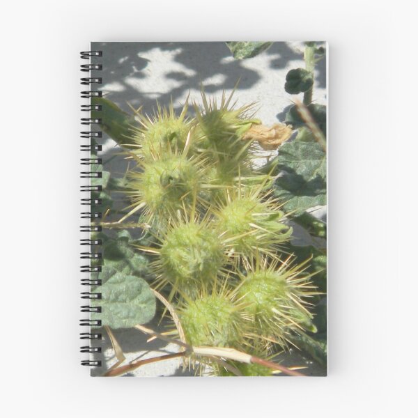 Item preview, Burr of Buffalo Bur designed and sold by Navigator.