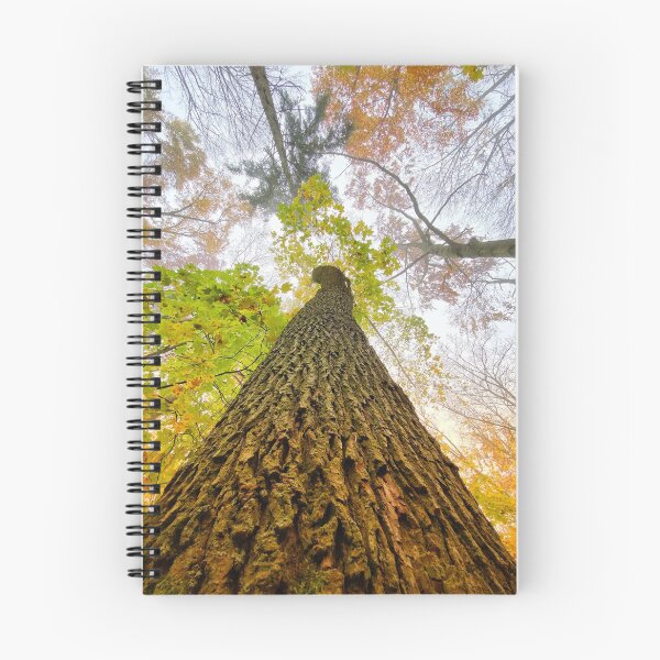 Item preview, Strong tree in autumn designed and sold by Walderfahrung.