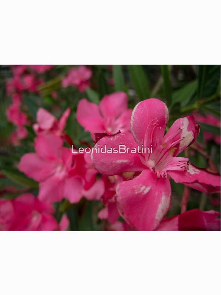 Pink Flower Up Close  by LeonidasBratini