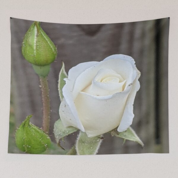 Aperçu de l'œuvre Bouton de Rose Blanche - Innocence créée et vendue par Missy69.
