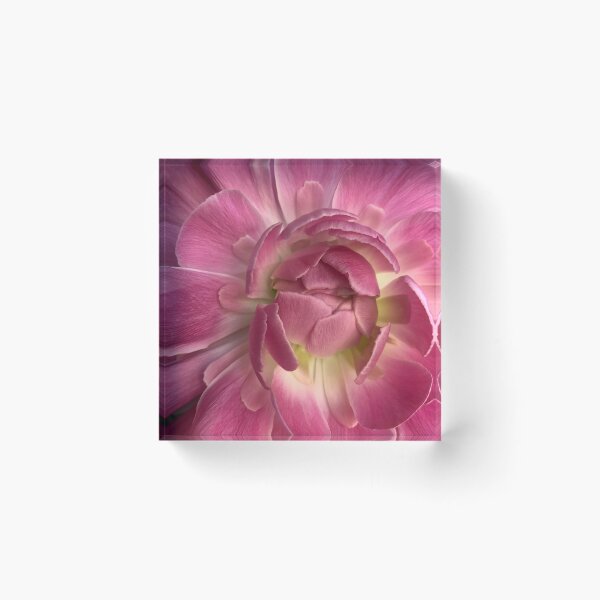 Item preview, Ranunculus designed and sold by SSnelling.