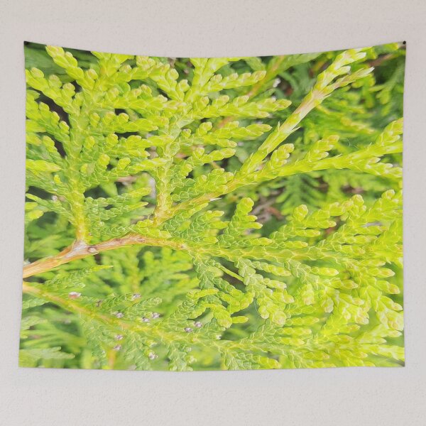 Item preview, Conifer-Coniferous-Botanical Pattern designed and sold by DiensDesign.