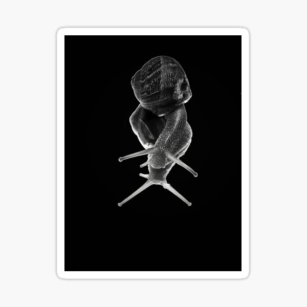 Snail in B&W Sticker