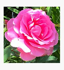 Blush Pink Rose Photographic Print