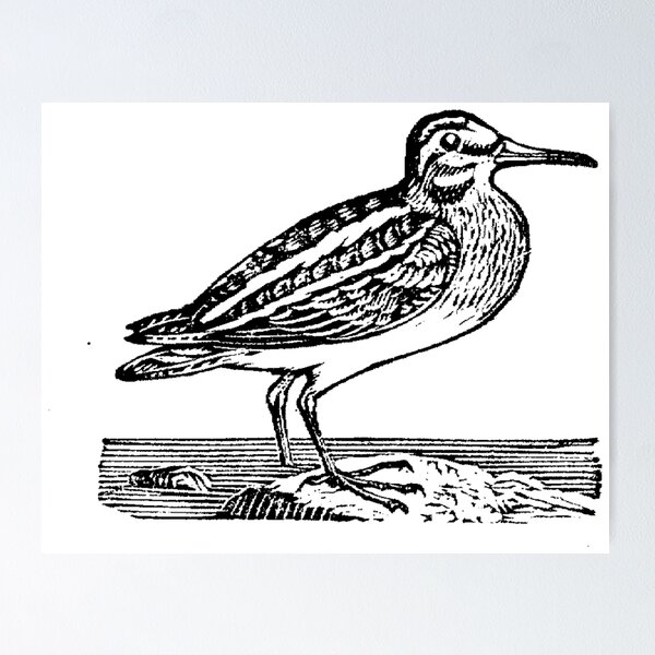 Item preview, Snipe  designed and sold by Quill-n-Ink.
