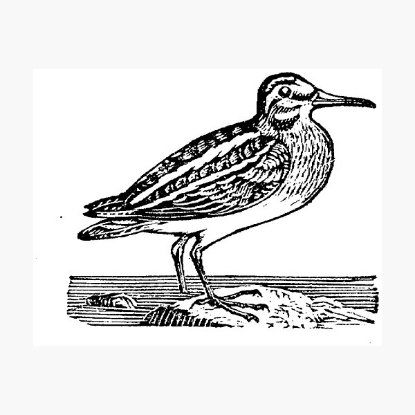 Item preview, Snipe  designed and sold by Quill-n-Ink.
