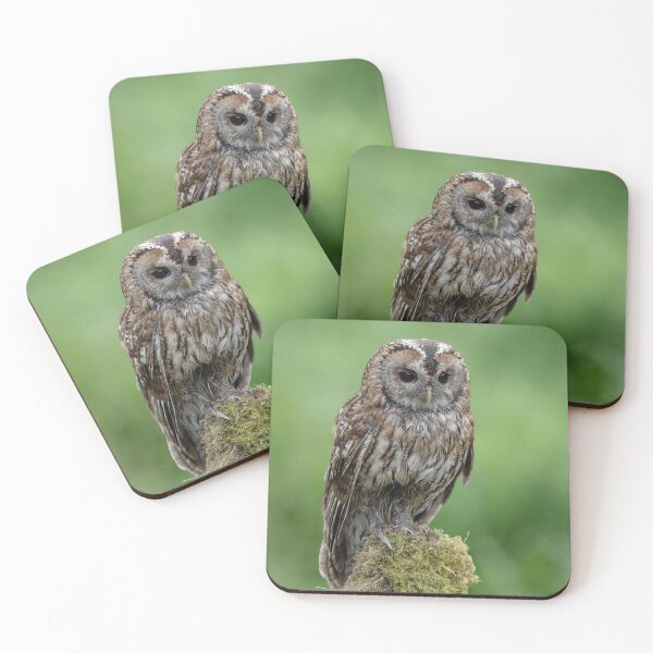 Item preview, Scotland Daytime Tawny Owl  designed and sold by sheardphoto.