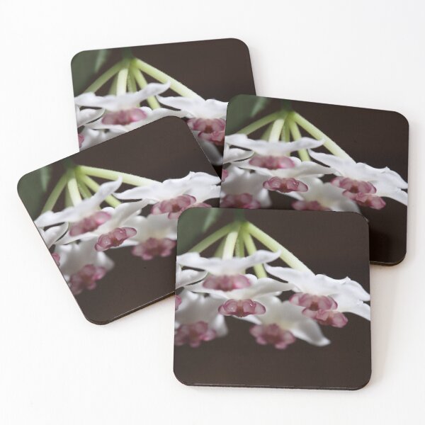 Item preview, Hoya Bella Blossom designed and sold by ztrnorge.