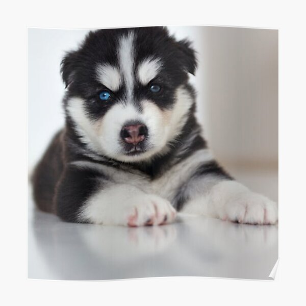 Rottweiler Puppies Playing Posters Redbubble
