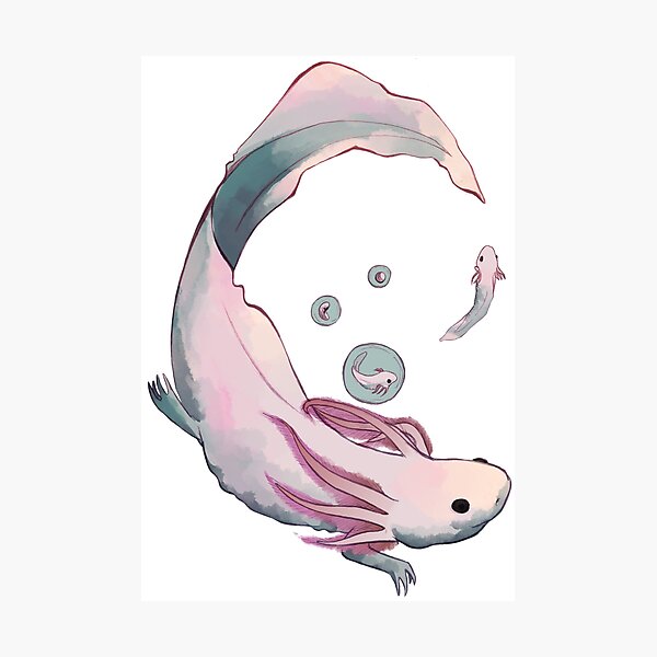 Axolotl Growth Photographic Print By Ruhefuchs Redbubble