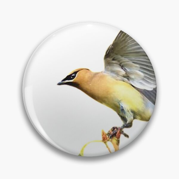 Item preview, Oriole, also known as Oriole, is the general name of Oriole. designed and sold by zenger2021.