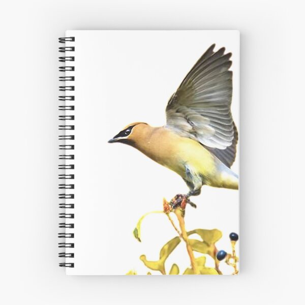 Item preview, Oriole, also known as Oriole, is the general name of Oriole. designed and sold by zenger2021.