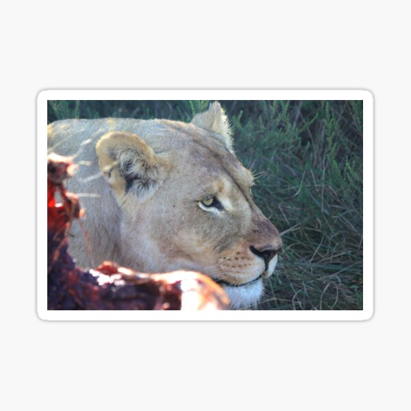 Item preview, Africa's Pride designed and sold by NJH110.